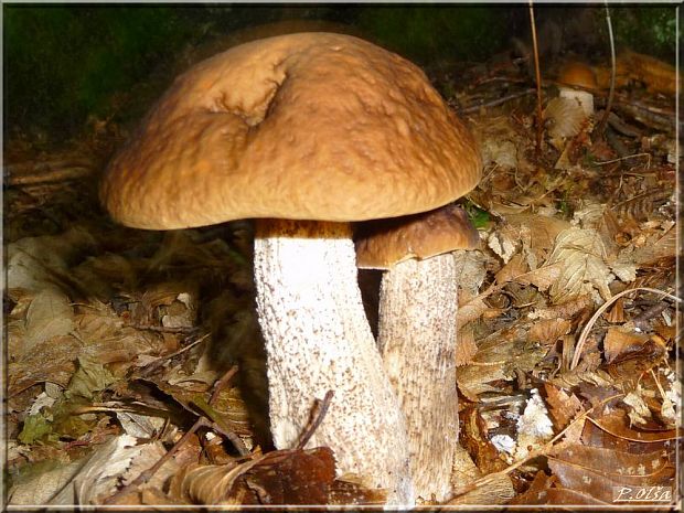 kozák hrabový Leccinum pseudoscabrum (Kallenb.) Šutara