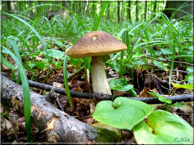 kozák hrabový Leccinum pseudoscabrum (Kallenb.) Šutara