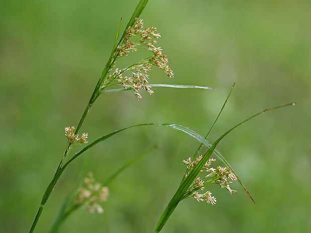 chlpaňa hájna Luzula luzuloides (Lam.) Dandy et Wilmott