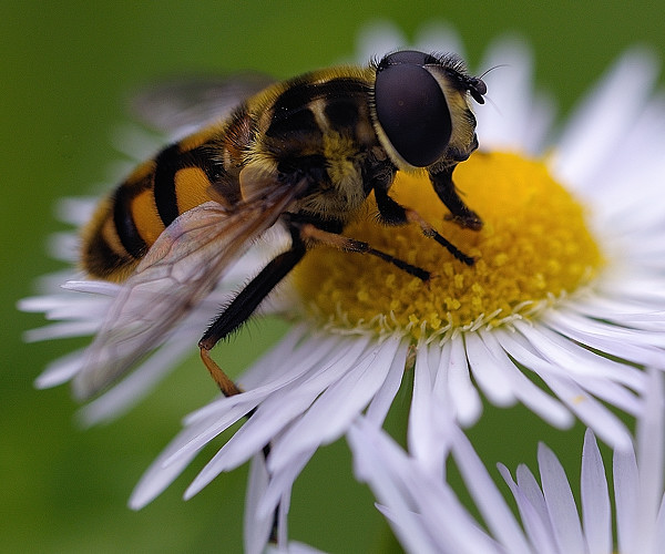 trúdovka kvetinová Myathropa florea