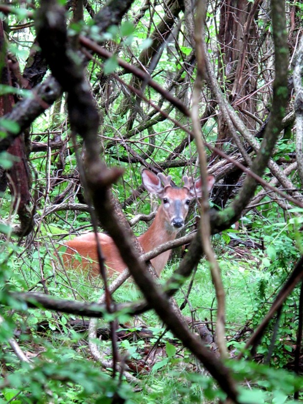 prijemne stretnutie Odocoileus virginianus