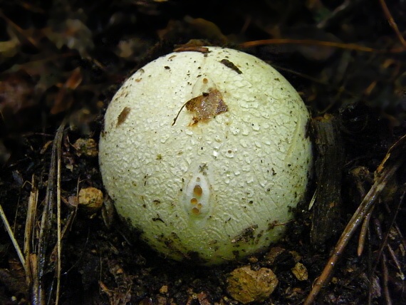 hadovka smradľavá Phallus impudicus L.