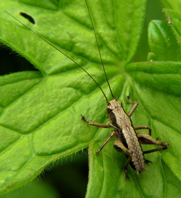 kobylka hnedastá Pholidoptera griseoaptera