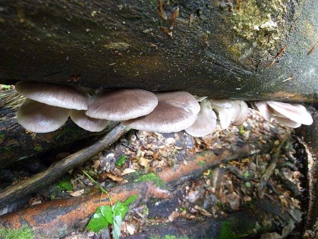 hliva ustricovitá Pleurotus ostreatus (Jacq.) P. Kumm.