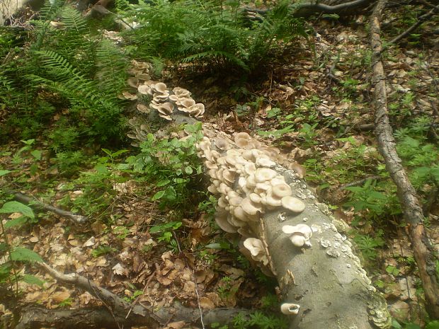 hliva buková Pleurotus pulmonarius (Fr.) Quél.