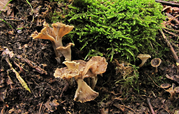 palievik kučeravý Pseudocraterellus undulatus (Pers.) Rauschert