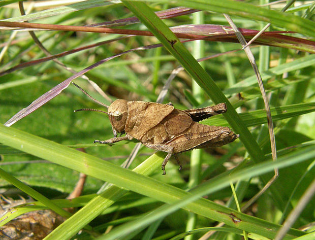 koník červenokrídly / saranče vrzavá Psophus stridulus Linnaeus, 1758