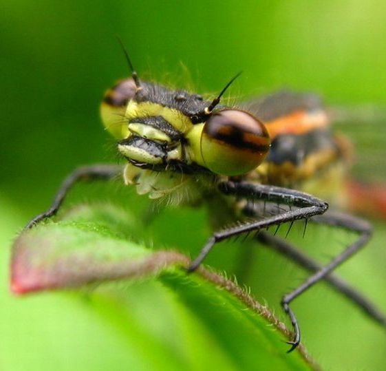 šidielko červené Pyrrhosoma nymphula