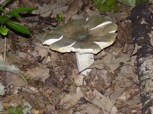 plávka trávovozelená Russula aeruginea Lindbl. ex Fr.