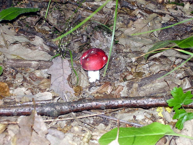 plávka jahodovočervená? Russula paludosa? Britz. 1891