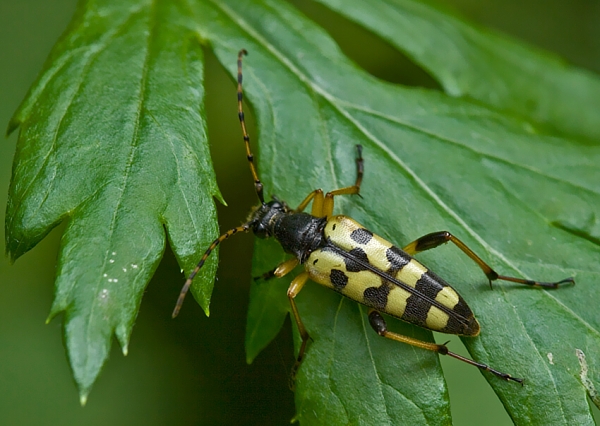 fuzáč škvrnitý Rutpela maculata