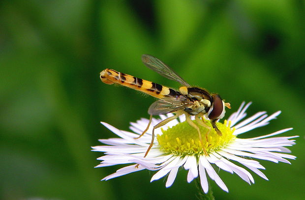 pestrica písaná Sphaerophoria scripta Linnaeus, 1758