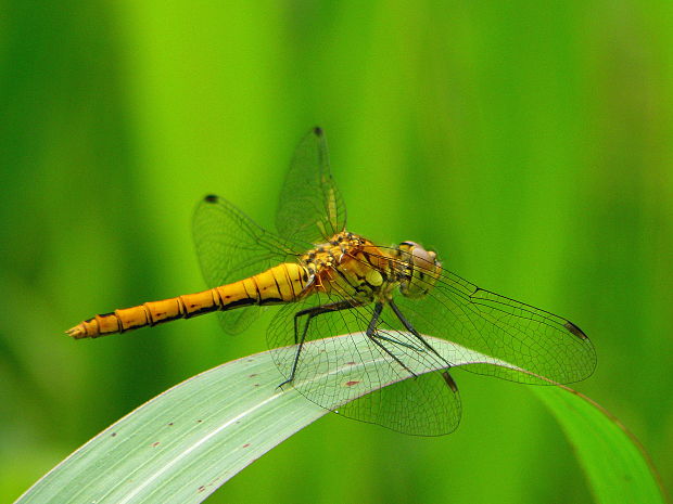 vážka červená Sympetrum sanguineum