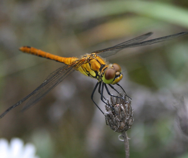 vážka červená Sympetrum sanguineum