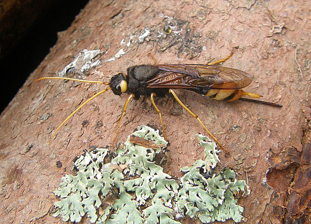 pílovka veľká / pilořitka velká Urocerus gigas Linnaeus, 1758