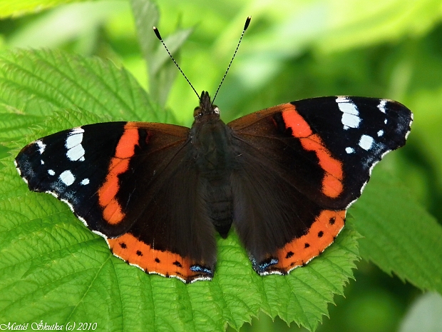 babôčka admirálska Vanessa atalanta