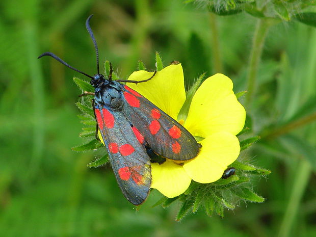 vretienka obyčajná  Zygaena filipendulae