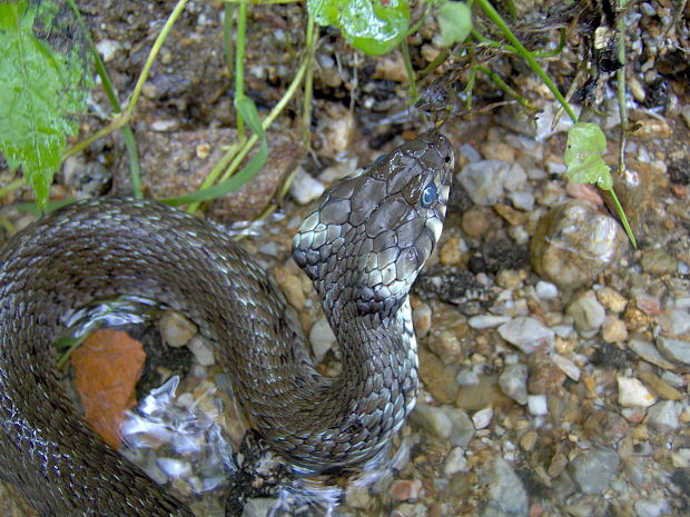 užovka obojková