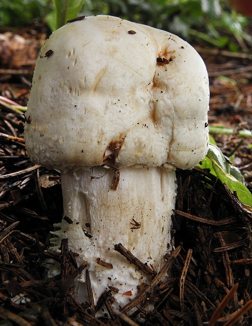 pečiarka Agaricus sp.