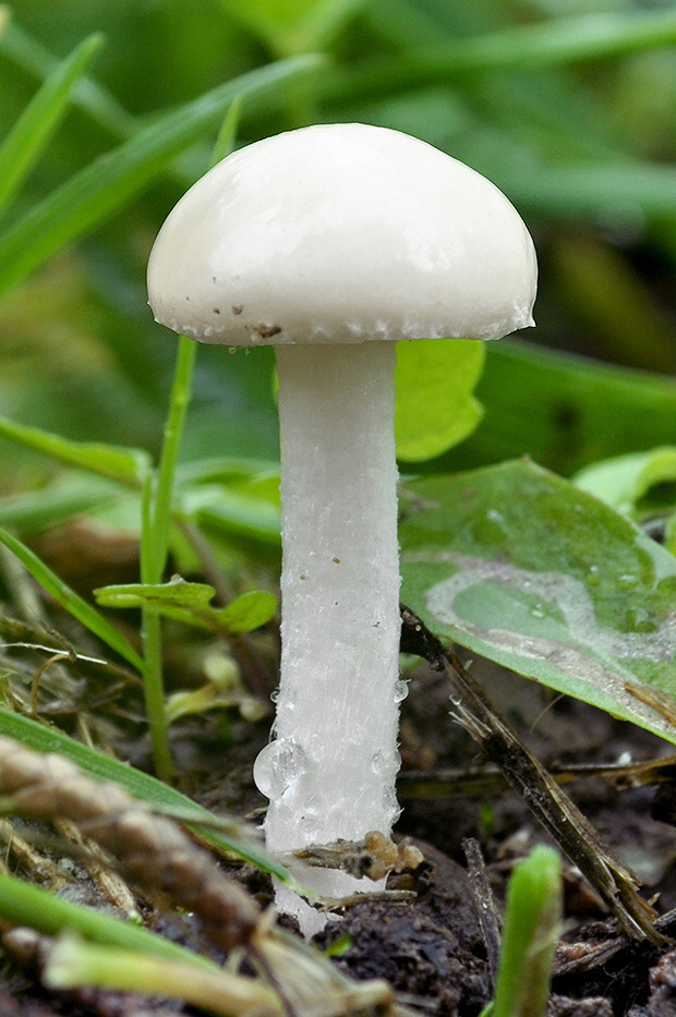 poľnička Agrocybe sp.