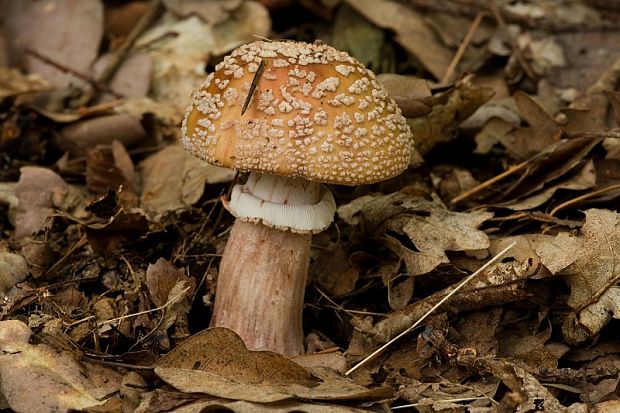 muchotrávka červenkastá Amanita rubescens Pers.