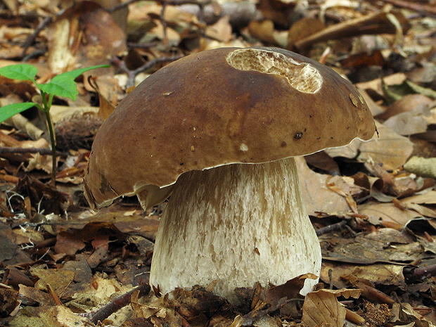 hríb smrekový Boletus edulis Bull.