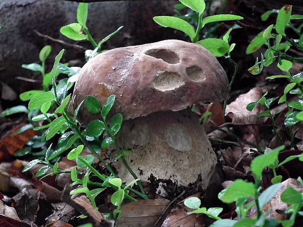 hríb dubový Boletus reticulatus Schaeff.