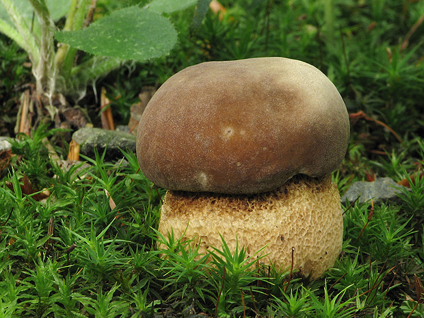 hríb dubový Boletus reticulatus Schaeff.