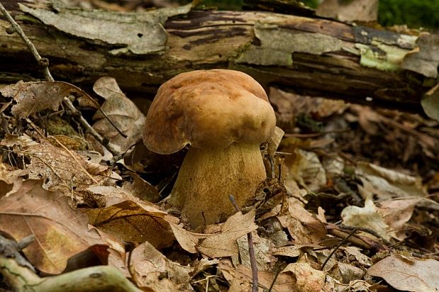 hríb dubový Boletus reticulatus Schaeff.