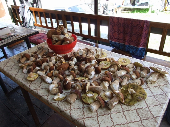 hríb dubový Boletus reticulatus Schaeff.