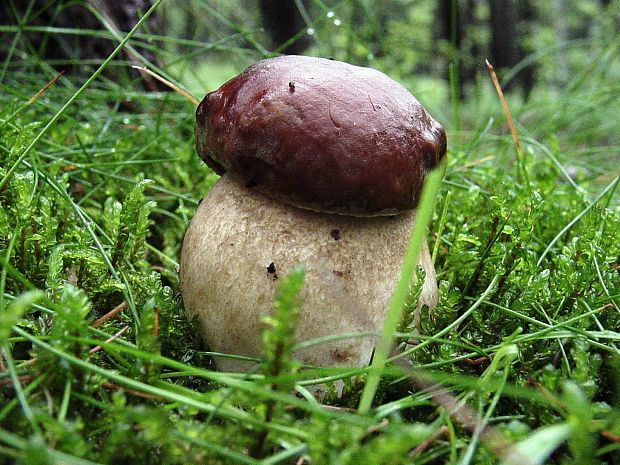 hríb dubový Boletus reticulatus Schaeff.