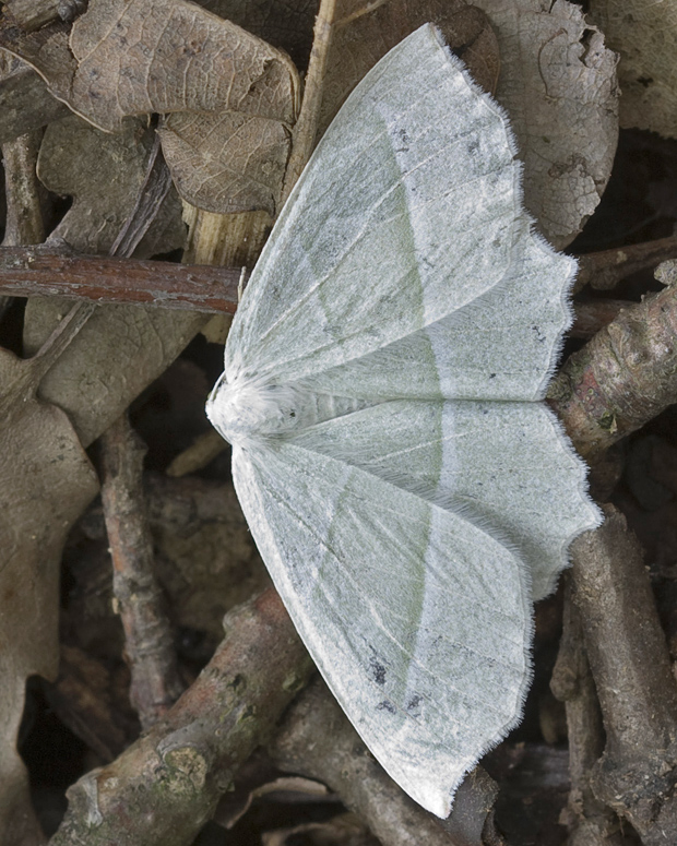 listnatka hrabová   Campaea margaritaria