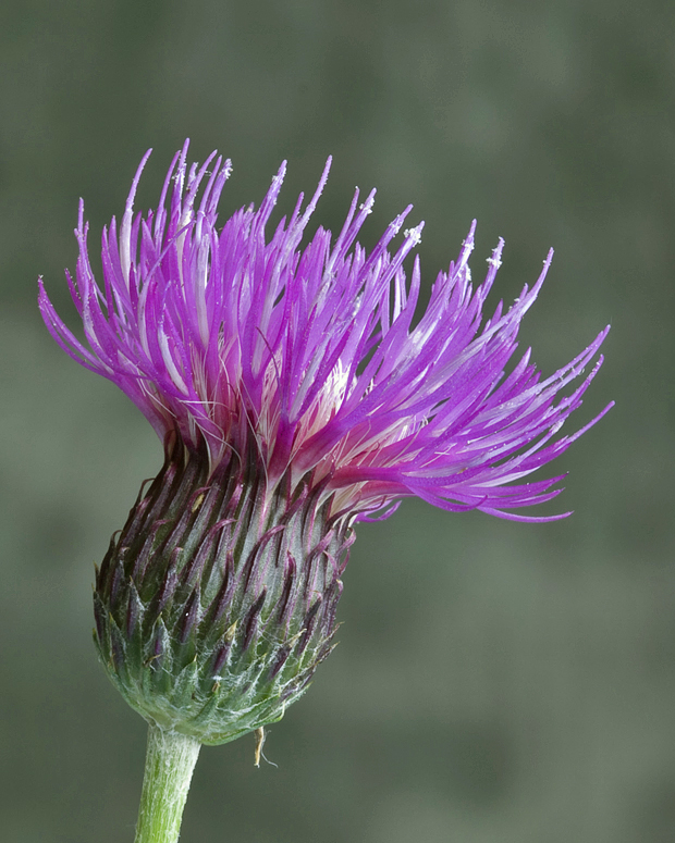 pichliač panónsky Cirsium pannonicum (L. f.) Link