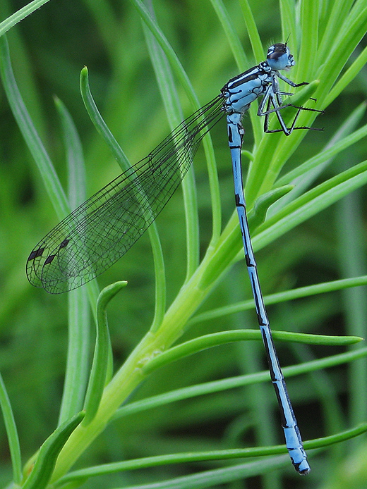 šidielko  Coenagrion puella