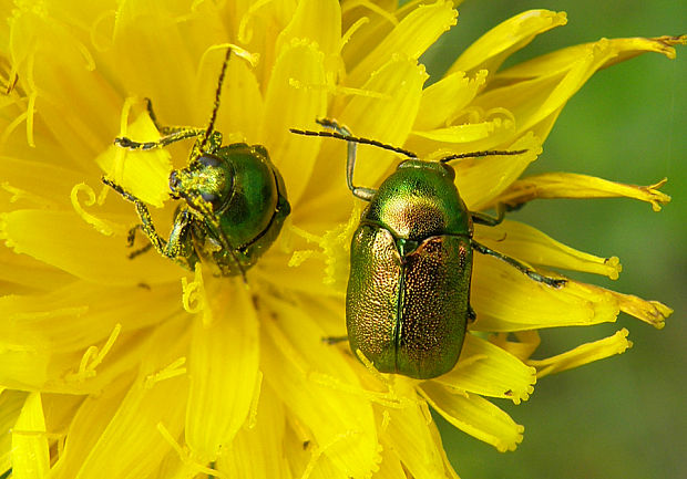 krytohlav / krytohlav hedvábitý Cryptocephalus sericeus Linnaeus, 1758