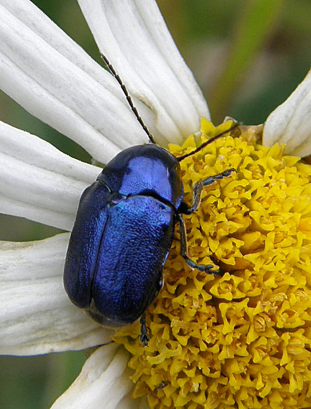 krytohlav / krytohlav hedvábitý Cryptocephalus sericeus Linnaeus, 1758