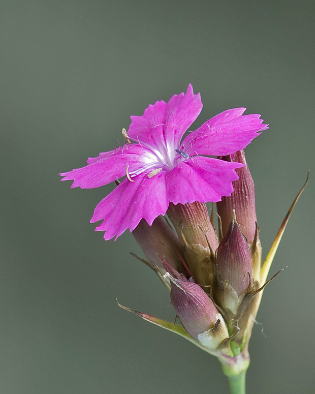 klinček kartuziánsky Dianthus carthusianorum L.