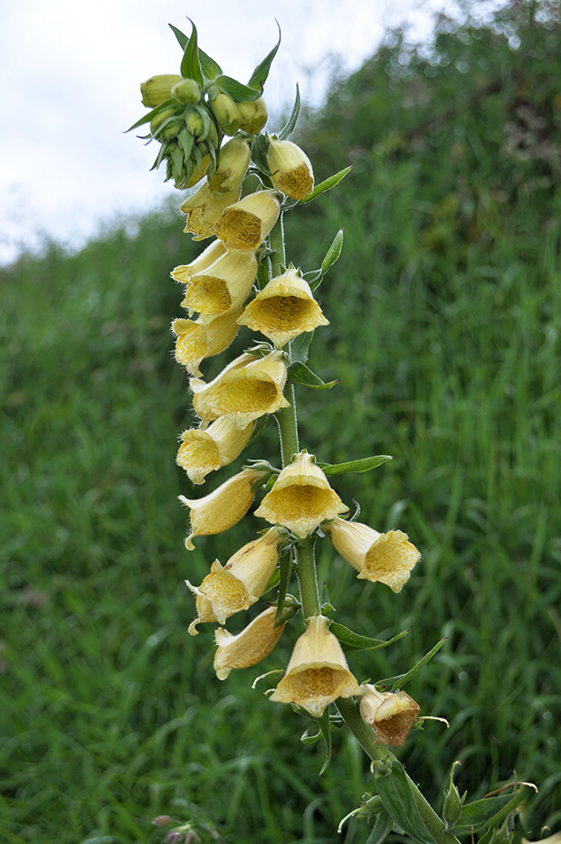 náprstník veľkokvetý Digitalis grandiflora Mill.