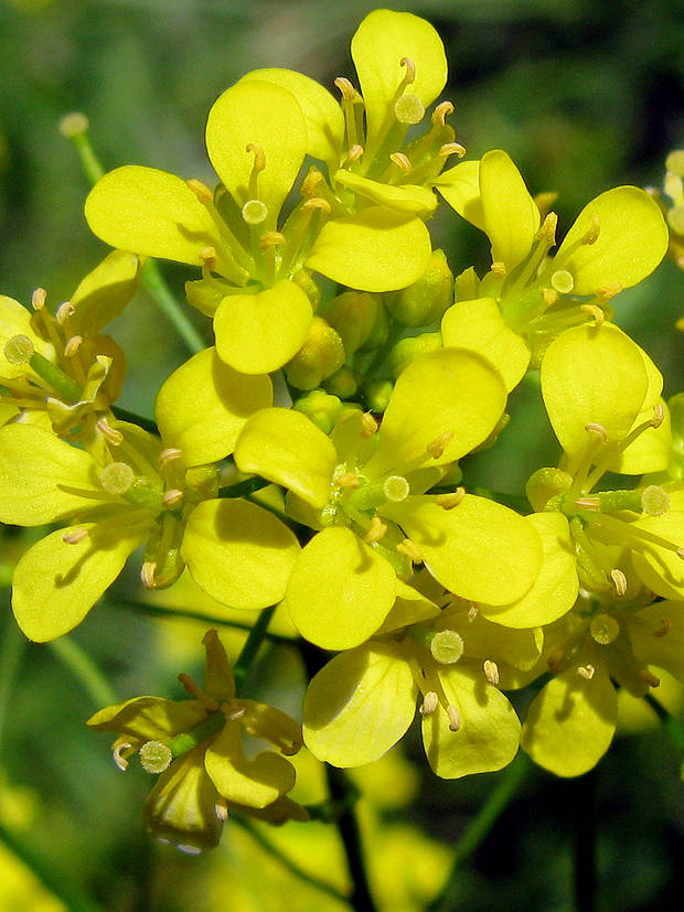 horčičník Erysimum sp.