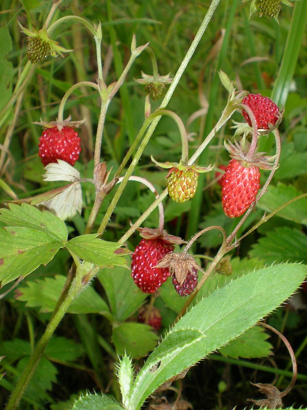 jahoda obyčajná Fragaria vesca L.