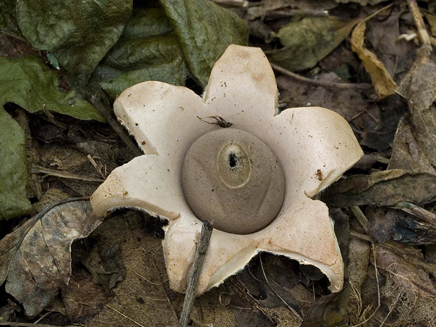 hviezdovka mechovitá Geastrum saccatum Fr.