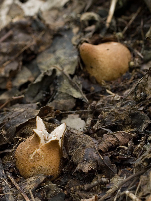 hviezdovka mechovitá Geastrum saccatum Fr.