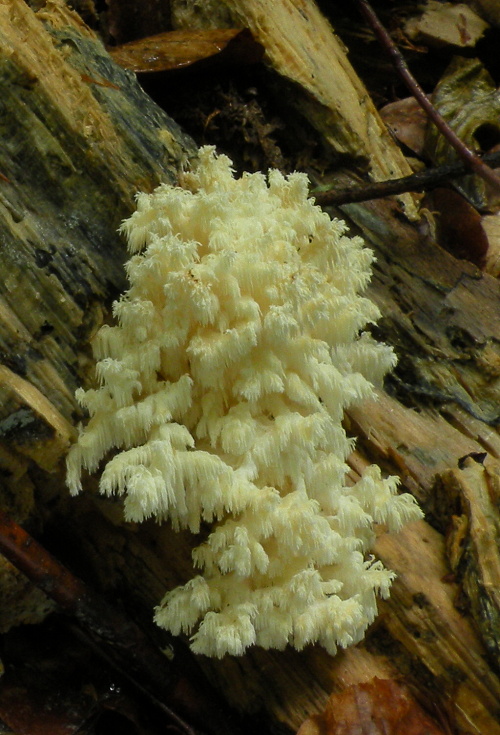 koralovec bukový Hericium coralloides (Scop.) Pers.