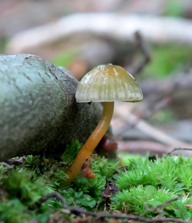 lúčnica Hygrocybe sp.