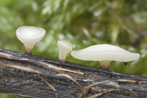 čiašočka Hymenoscyphus sp.