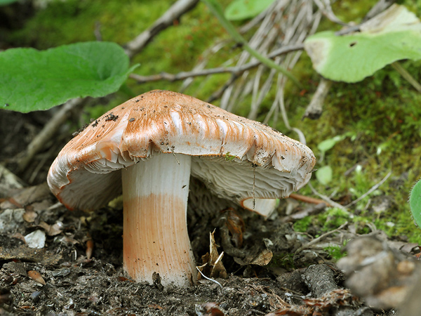 vláknica Inocybe sp.