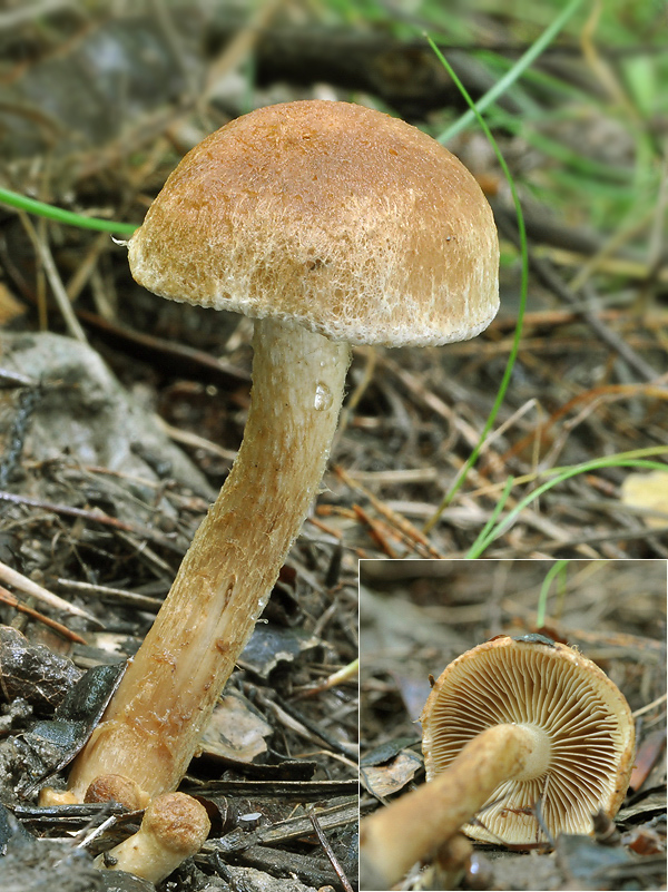 vláknica Inocybe sp.