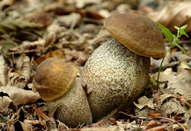 kozák hrabový Leccinum pseudoscabrum (Kallenb.) Šutara