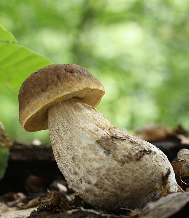 kozák hrabový Leccinum pseudoscabrum (Kallenb.) Šutara