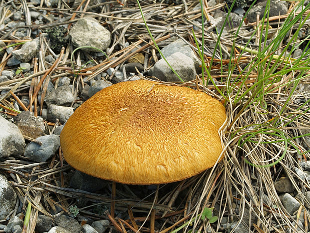 vláknica olivovohnedá Mallocybe dulcamara (Pers.) Vizzini, Maggiora, Tolaini & Ercole